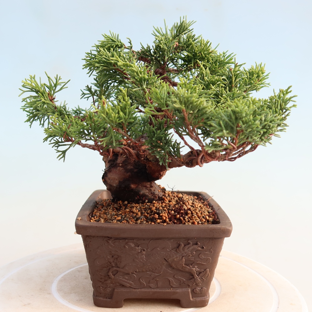 Bonsai da esterno - Juniperus chinensis Itoigawa