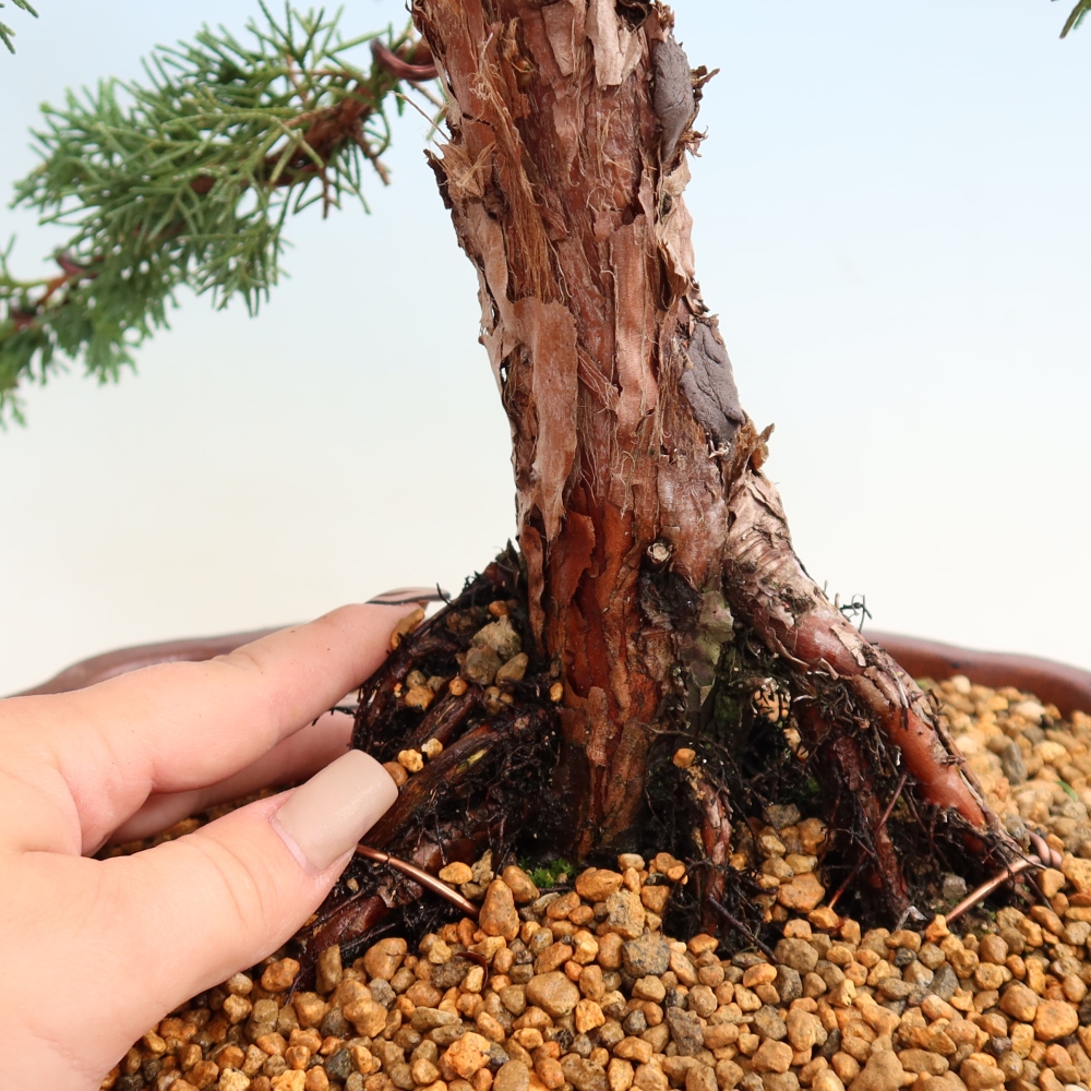 Bonsai da esterno - Juniperus chinensis Kishu