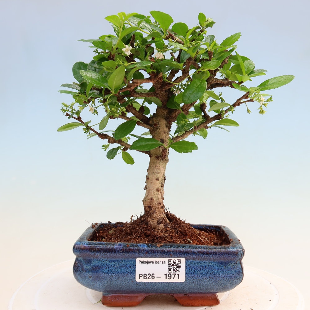 Camera bonsai - Carmona macrophylla - Tea fuki