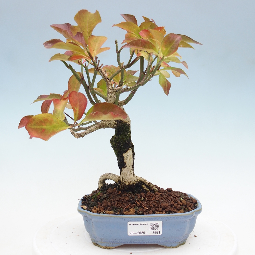 Bonsai da esterno - Olmo europeo - euonimus