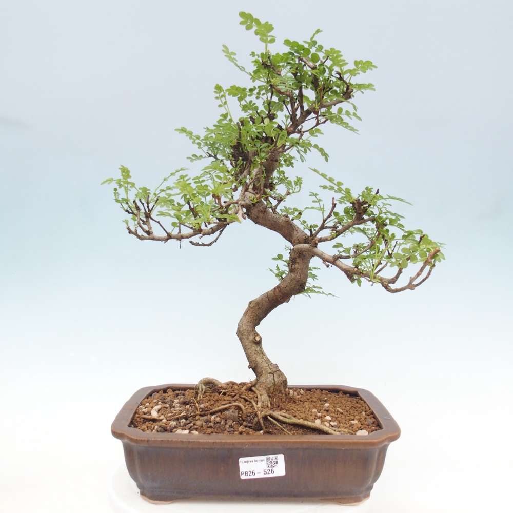 Camera bonsai - Zantoxylum piperitum - albero del pepe