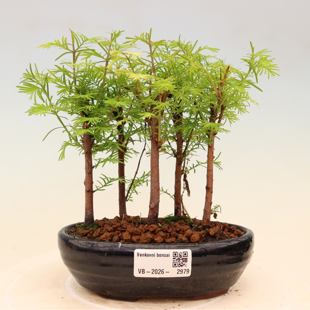 Bonsai da esterno - Metasequoia glyptostroboides - Metasequoia cinese - boschetto