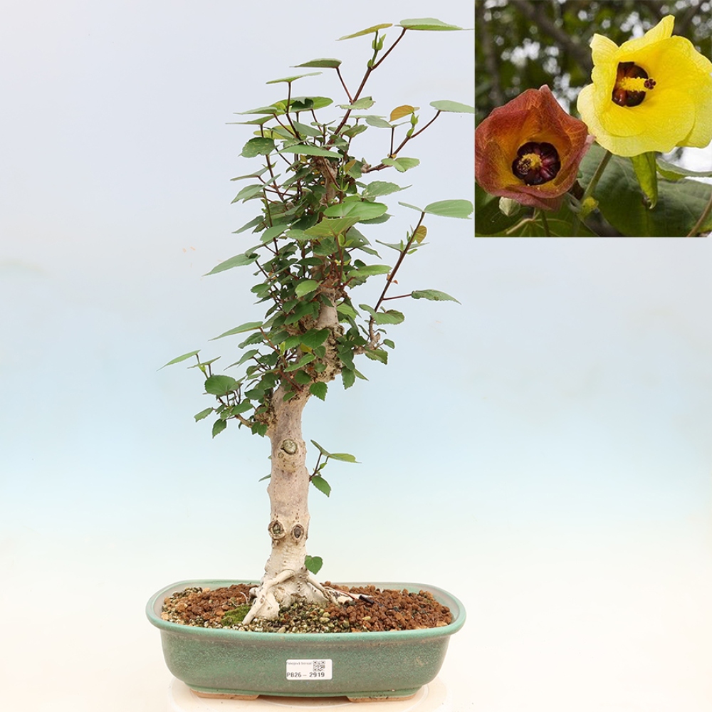 Bonsai da interno - Hibiscus tiliaceus - Ibisco marino