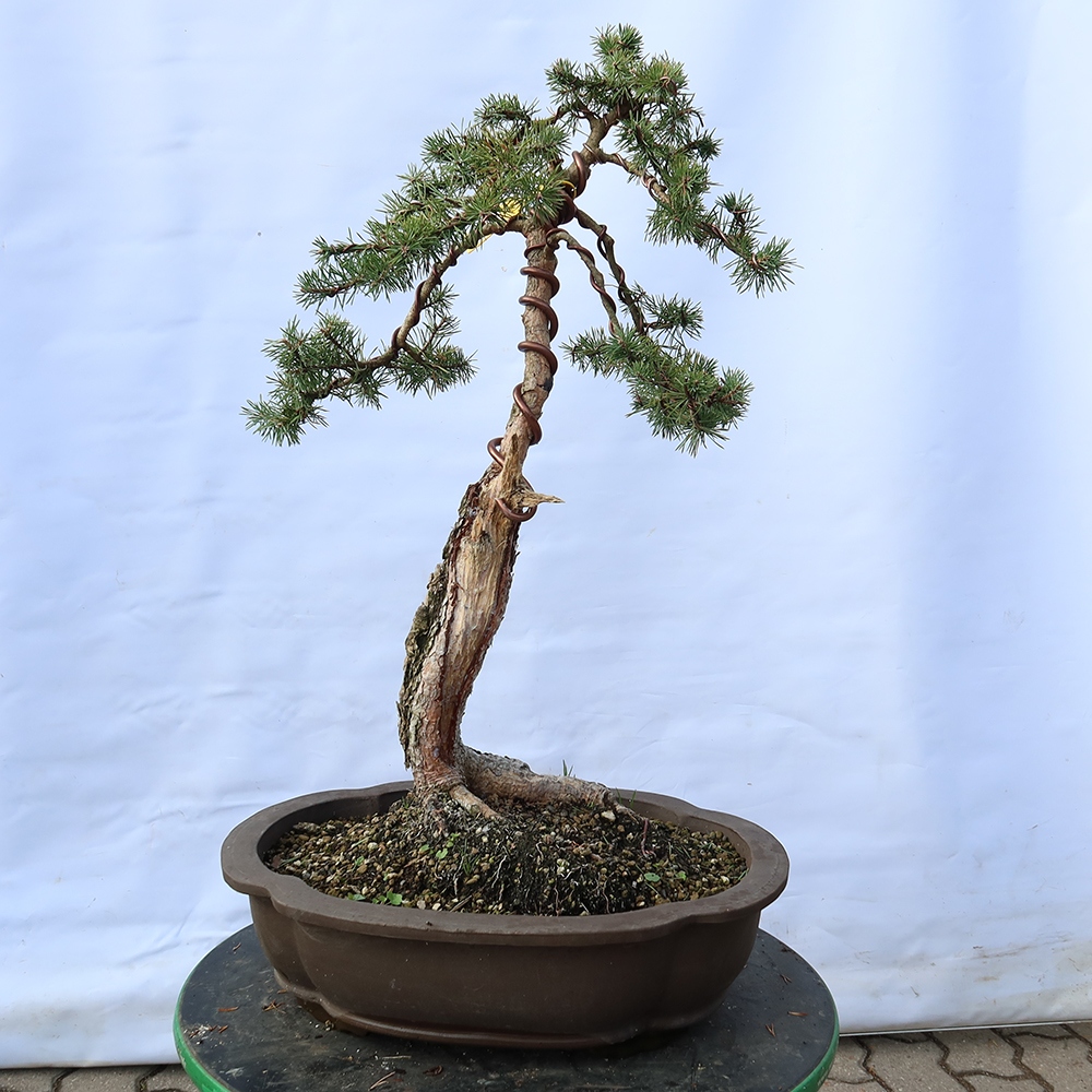 Pinus sylvestris Spagna - pino silvestre