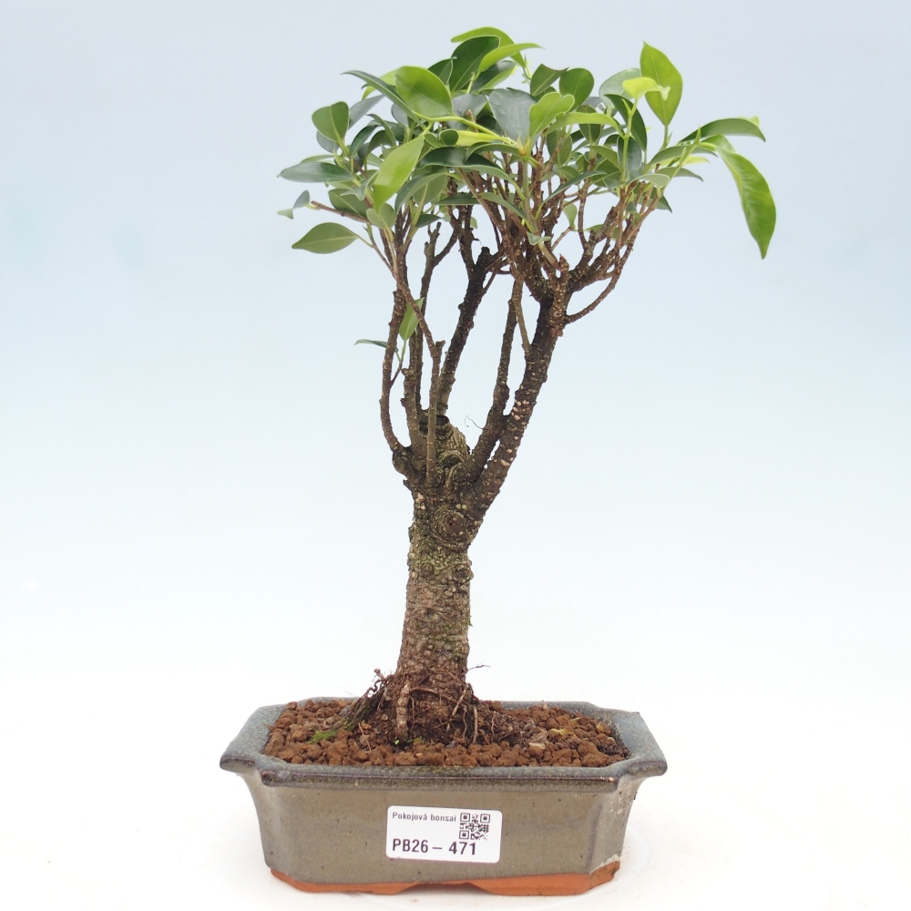 Camera bonsai - Ficus retusa - ficus a foglie piccole