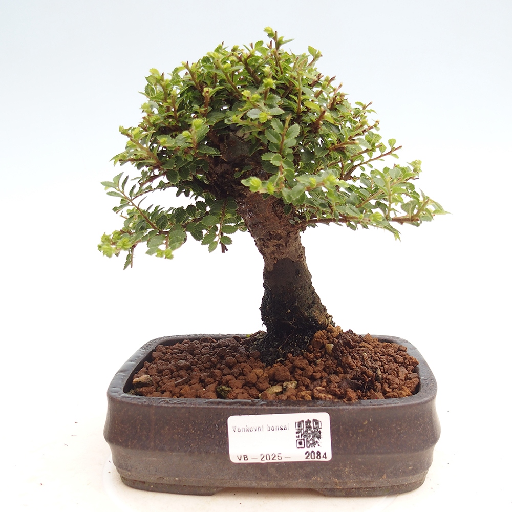 Bonsai da esterno - Ulmus parvifolia Hokkaido - Olmo cinese