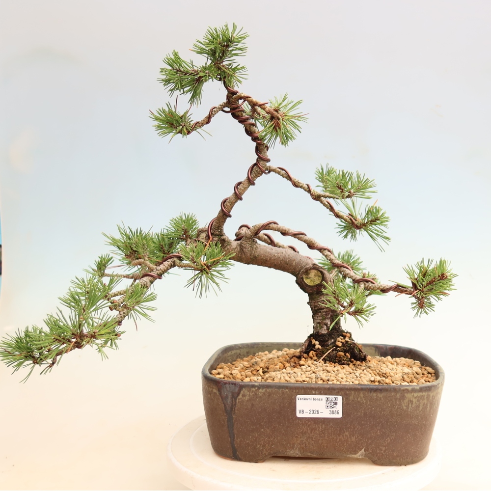 Bonsai da esterno - Pinus mugo Humpy  - Pino mugo