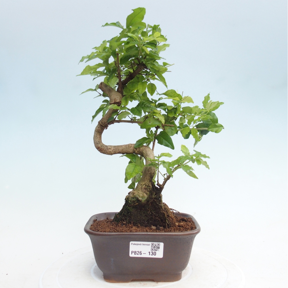 Camera bonsai -Ligustrum chinensis - Becco d'uccello