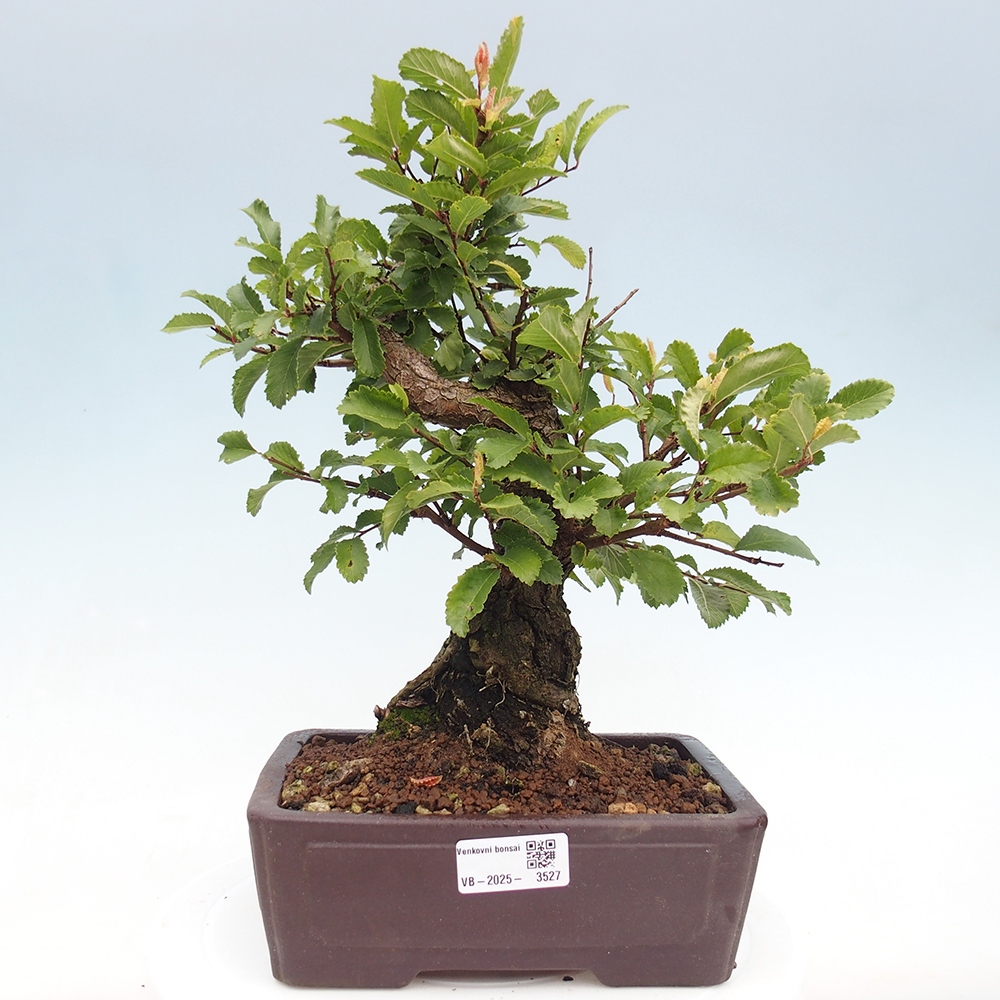 Bonsai da esterno - Zelkova - Zelkova NIRE