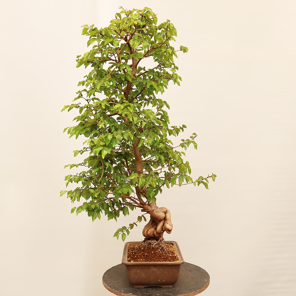 Bonsai da esterno -Carpinus Coreana - Carpino coreano