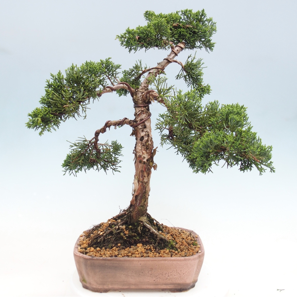 Bonsai da esterno - Juniperus chinensis Kishu