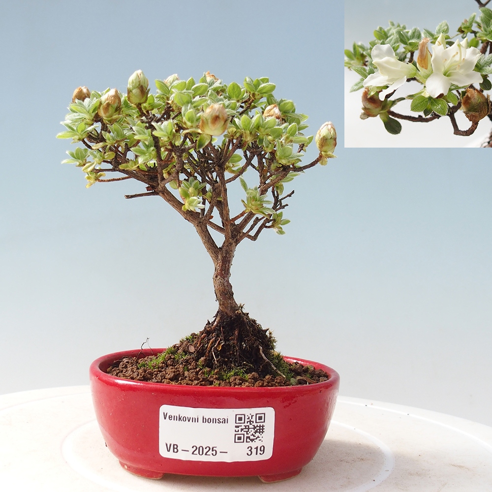 Bonsai da esterno - Rhododendron indicum - Azalea giapponese