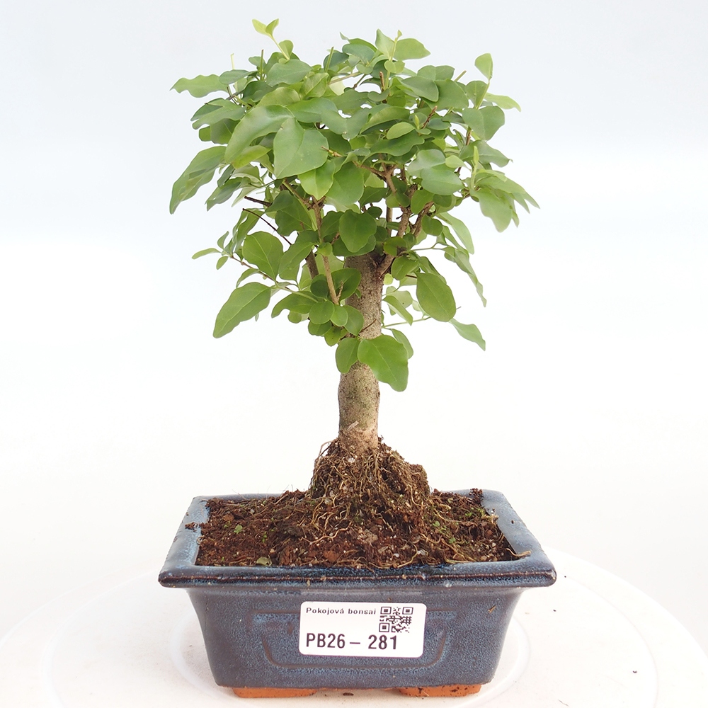 Camera bonsai -Ligustrum chinensis - Becco d'uccello