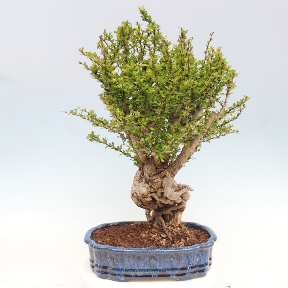 Bonsai da esterno - Berberis coreana