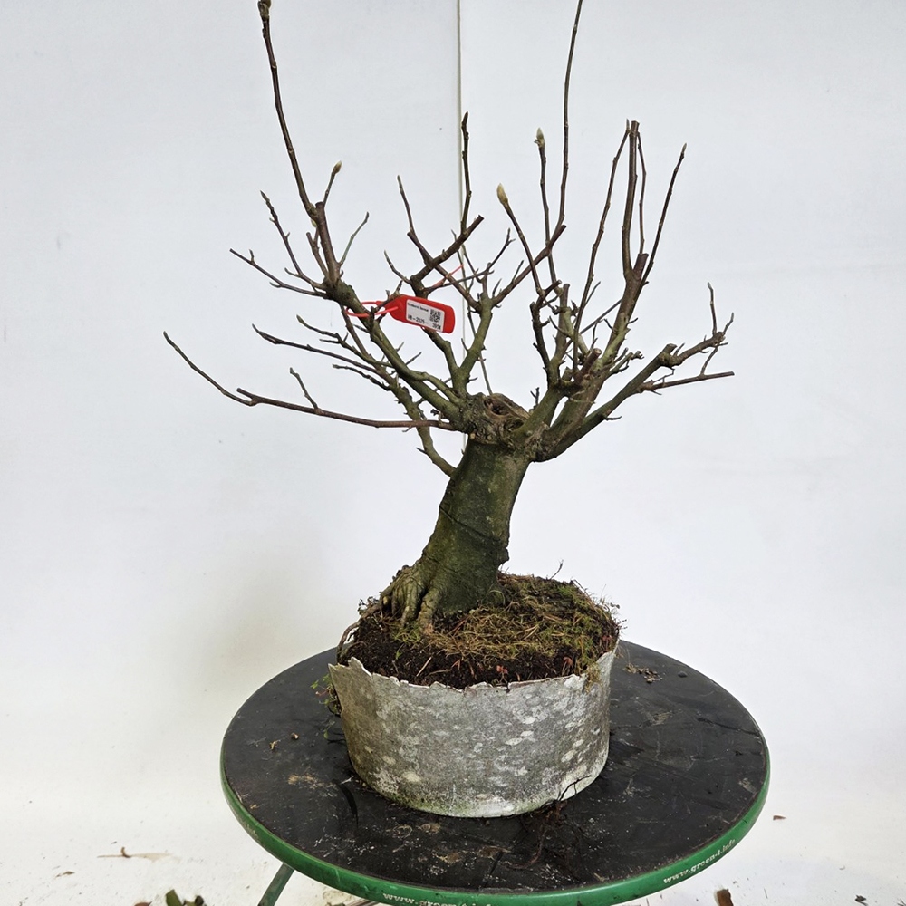 Bonsai da esterno - magnolia - Šácholan
