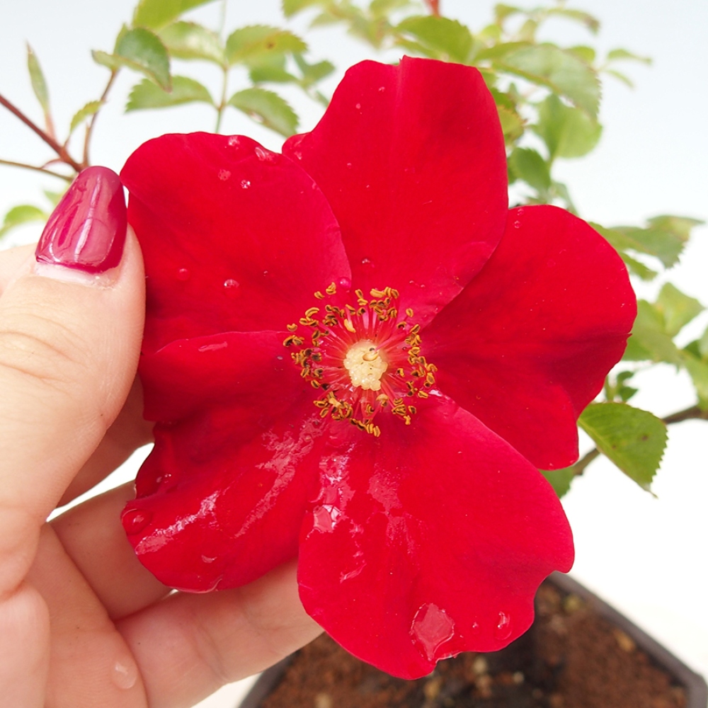 Bonsai da esterno - Rosa Kordes - rosa