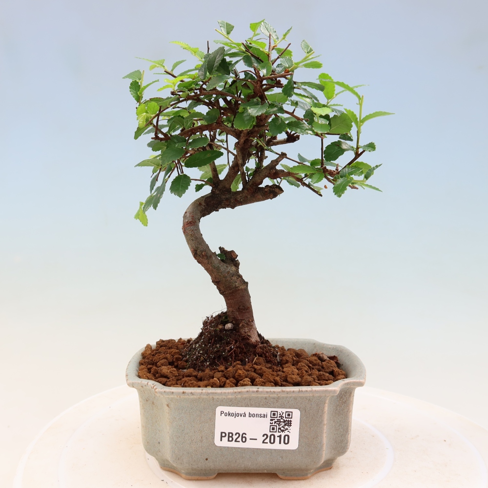 Camera bonsai - Ulmus parvifolia - Olmo a foglie piccole