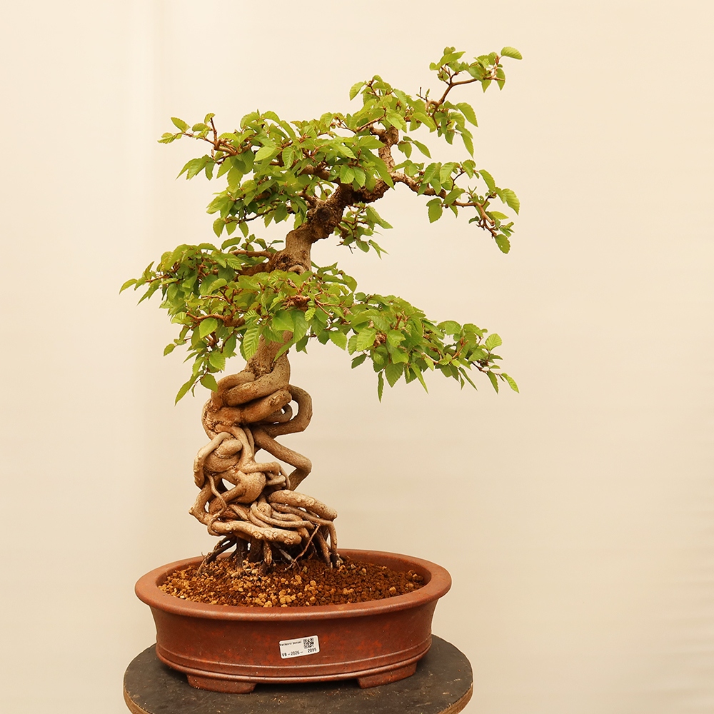 Bonsai da esterno -Carpinus Coreana - Carpino coreano