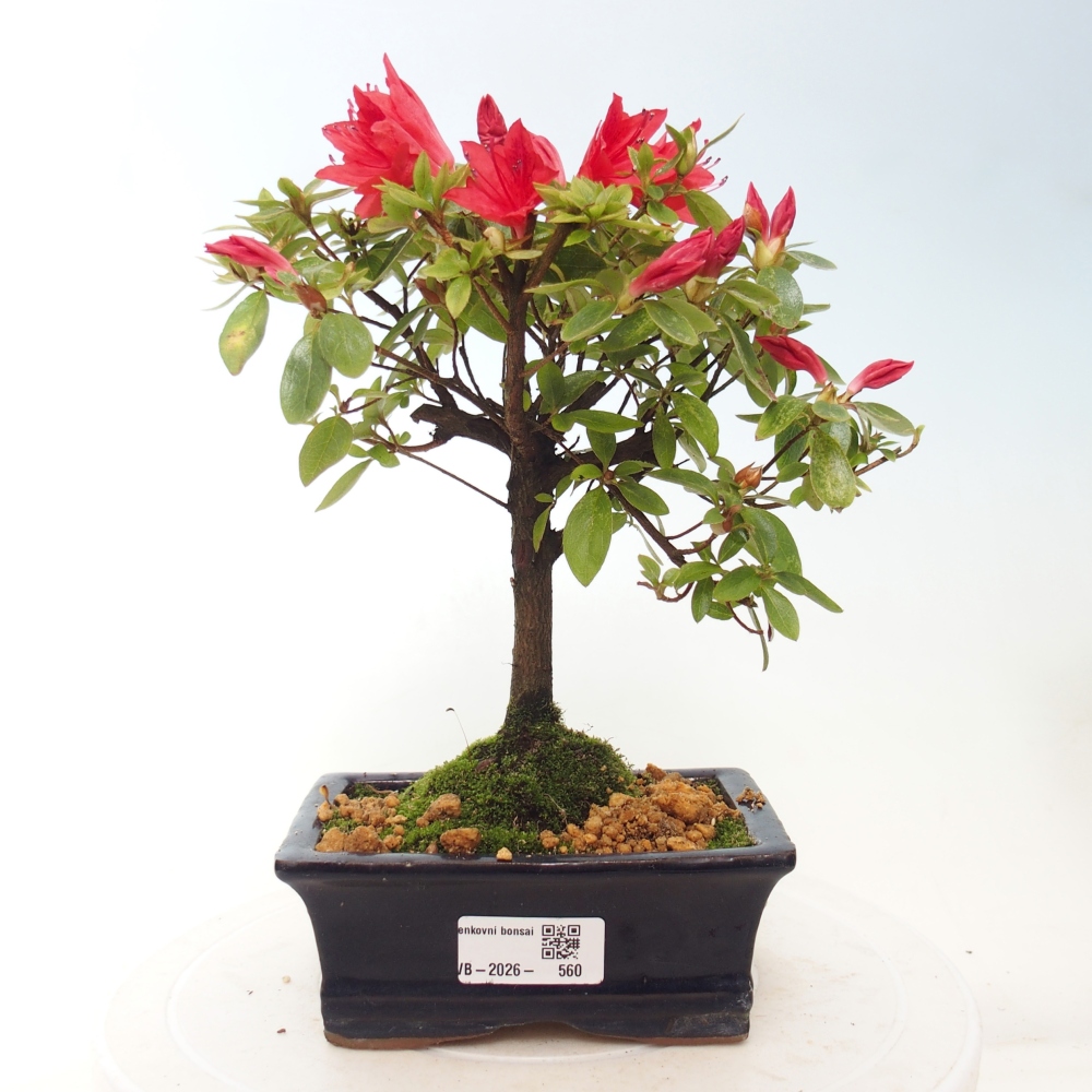 Bonsai da esterno - Azalea giapponese - Azalea sp.