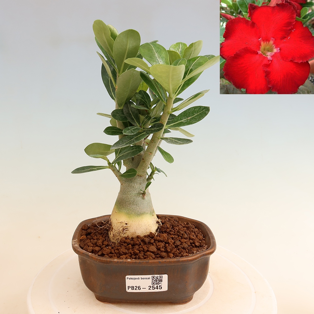 Bonsai da interno - Adenium obesum Red Star - Rosa del deserto