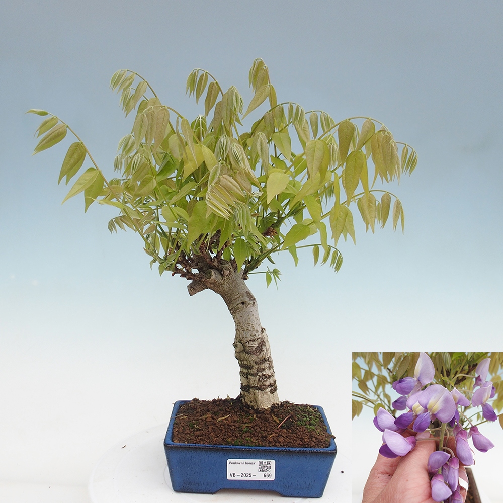Bonsai da esterno - Glicine floribunda