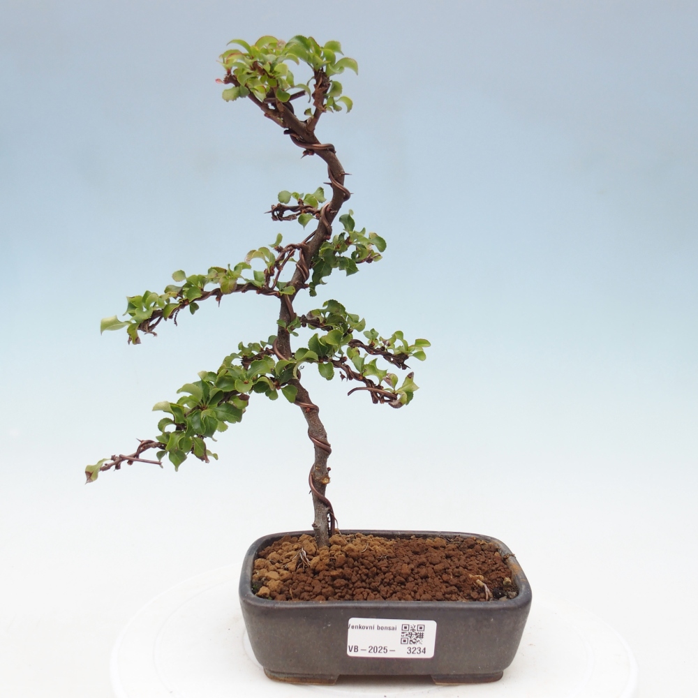 Bonsai da esterno - Chaneomeles s. Red Joy - Cotogno