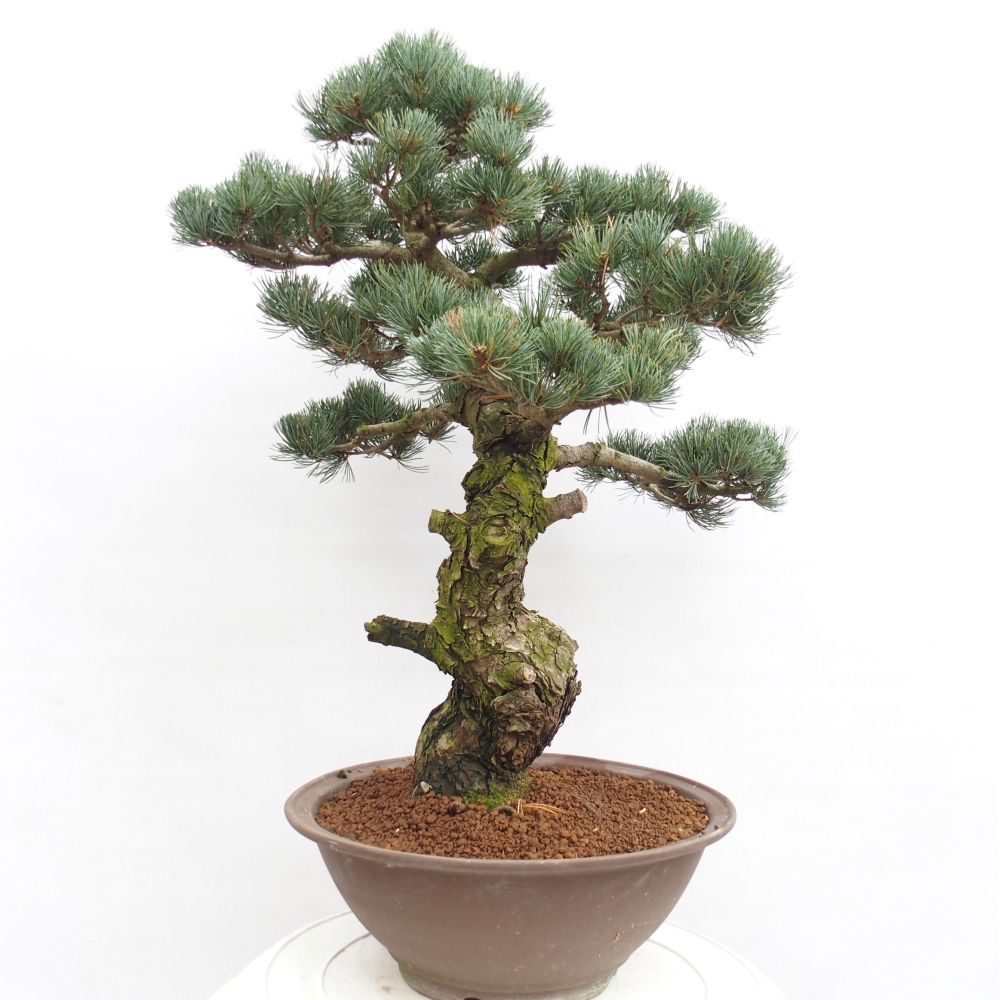 Bonsai da esterno - Pinus parviflora - Pinus parviflora