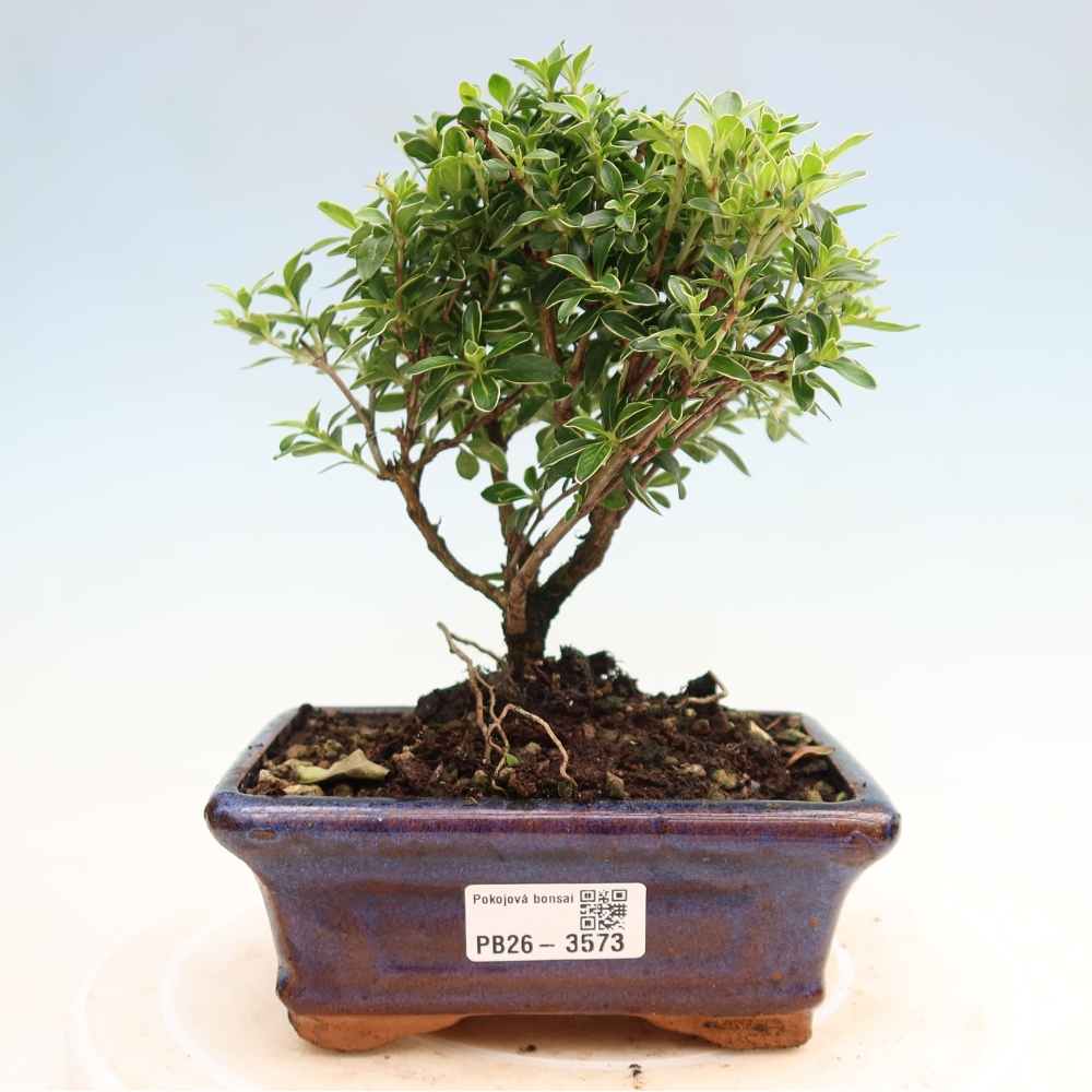Camera bonsai - Serissa foetida Variegata - Albero delle mille stelle