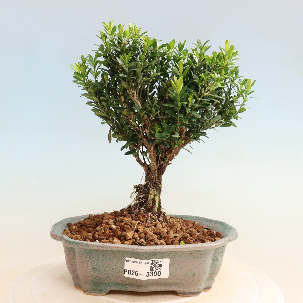 Camera bonsai - Buxus harlandii - buxus da sughero