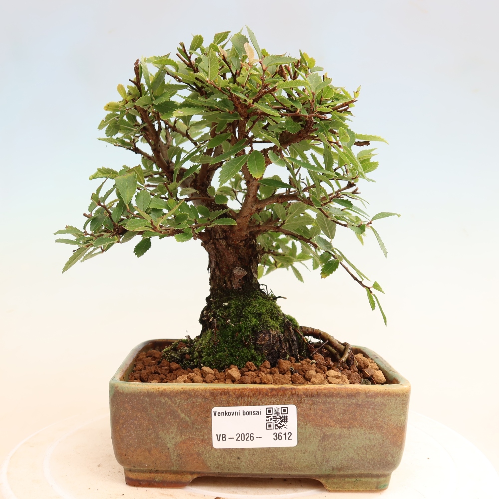 Bonsai da esterno - Zelkova - Zelkova NIRE