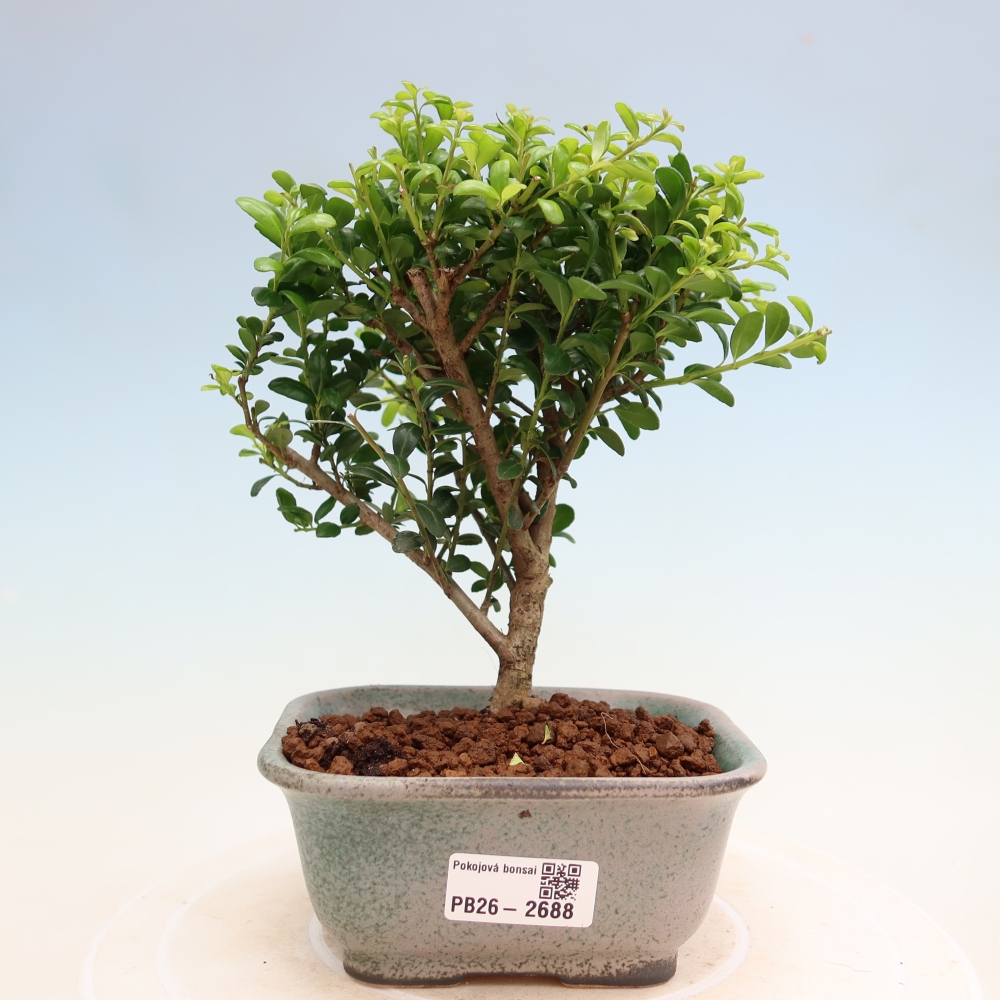 Camera bonsai - Ilex crenata - Agrifoglio