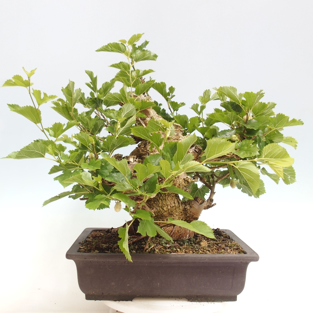 Bonsai da esterno -Morus alba - gelso