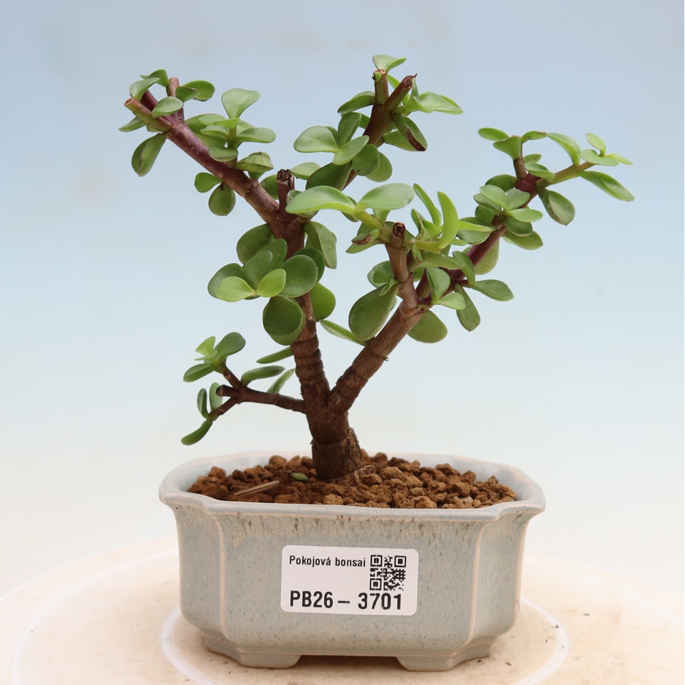 Camera bonsai - Portulakaria Afra - Tlustice