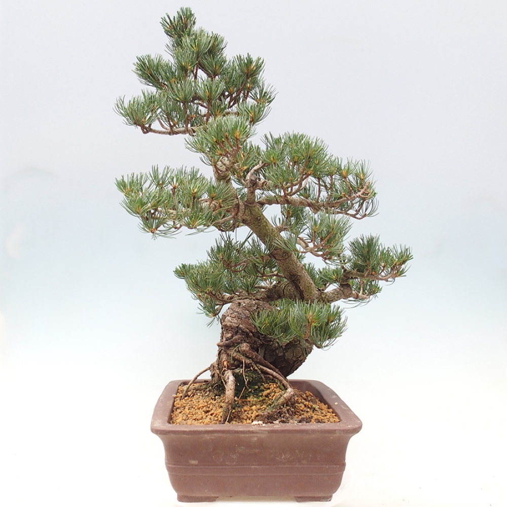 Bonsai da esterno - Pinus parviflora - Pinus parviflora