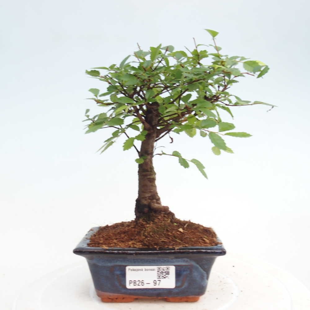 Camera bonsai - Ulmus parvifolia - Olmo a foglie piccole