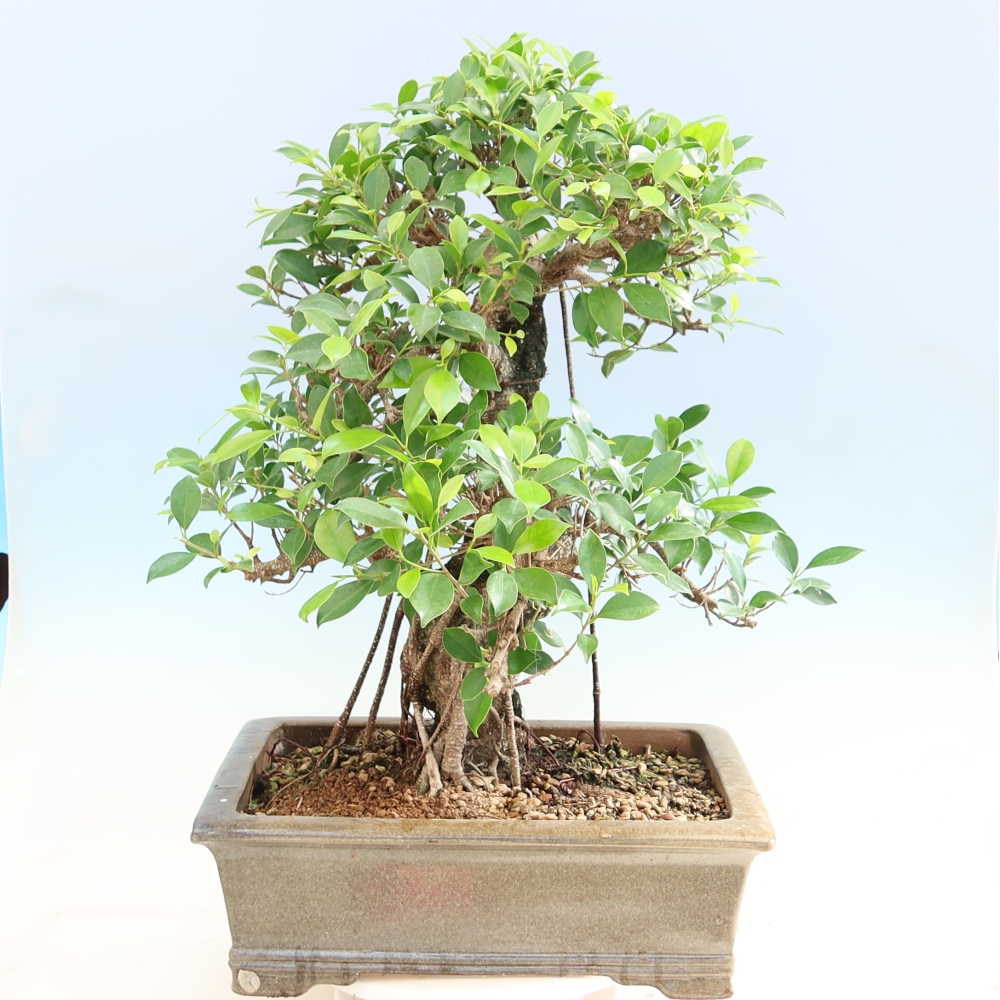 Camera bonsai - Ficus kimmen - ficus a foglie piccole
