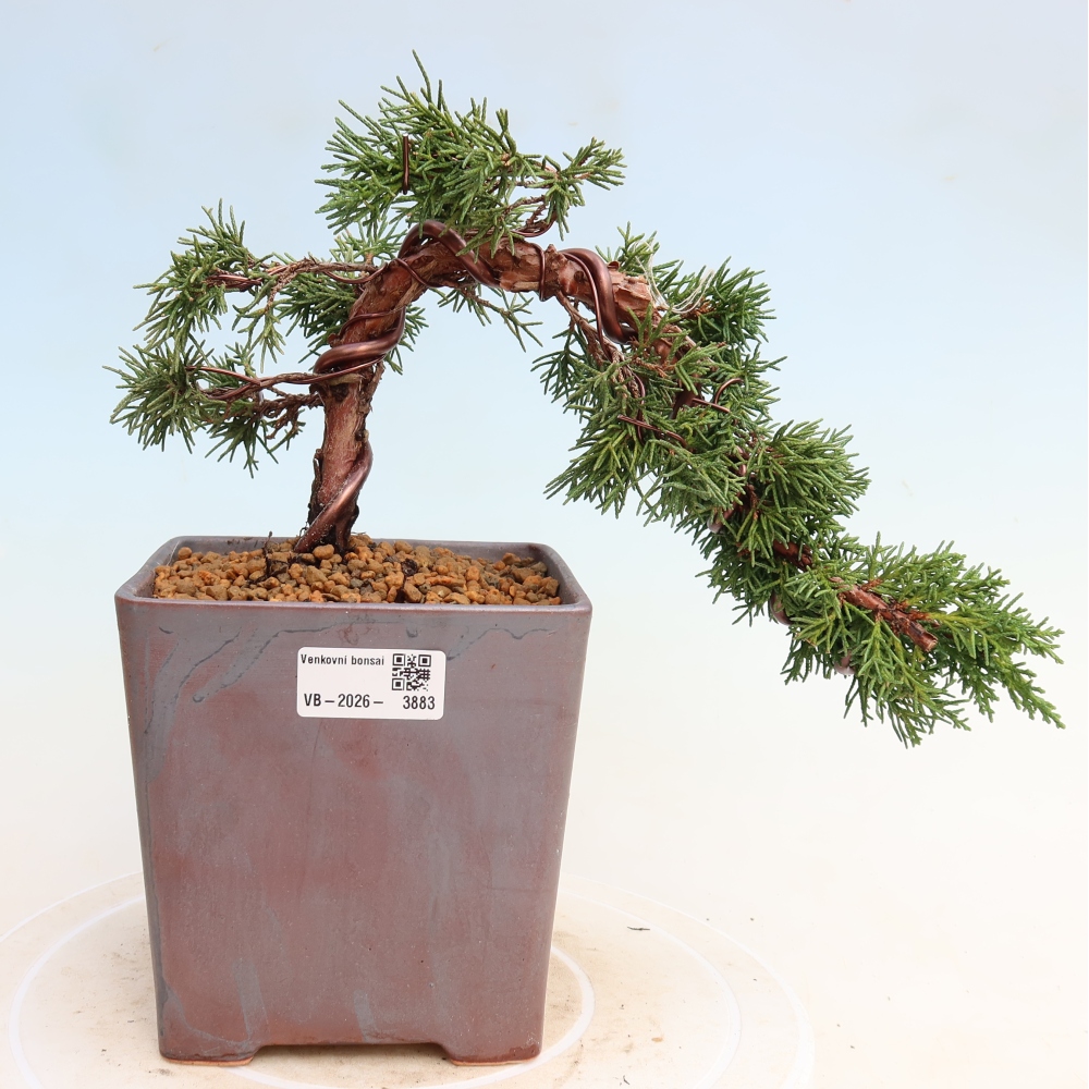 Bonsai da esterno - Juniperus chinensis Kishu