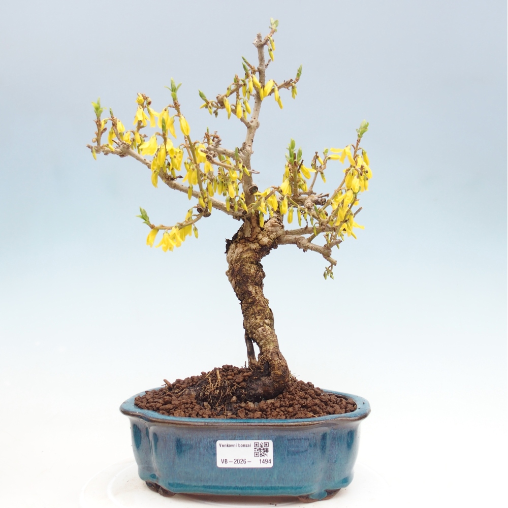 Bonsai da esterno - Zlatice - Forsythia koreana