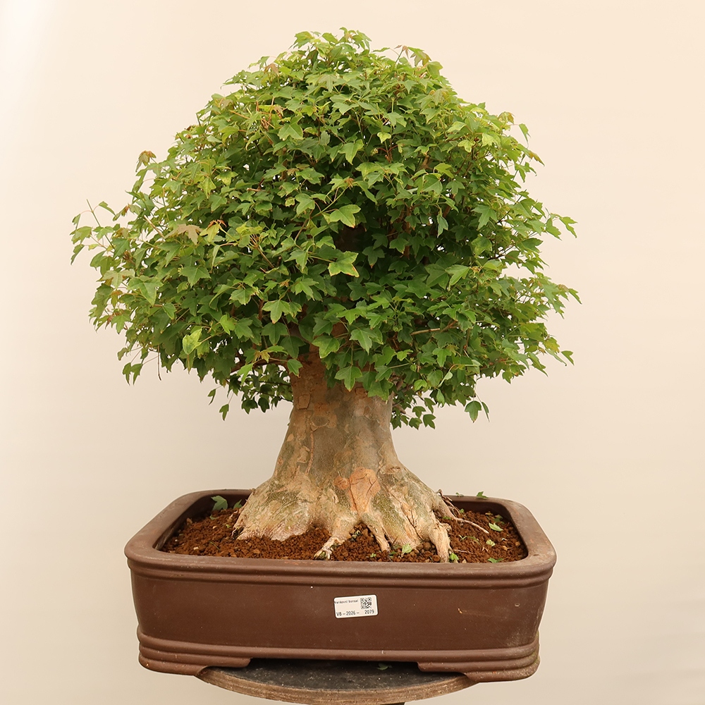 Bonsai da esterno - Acero Burger - Acer Burgerianum