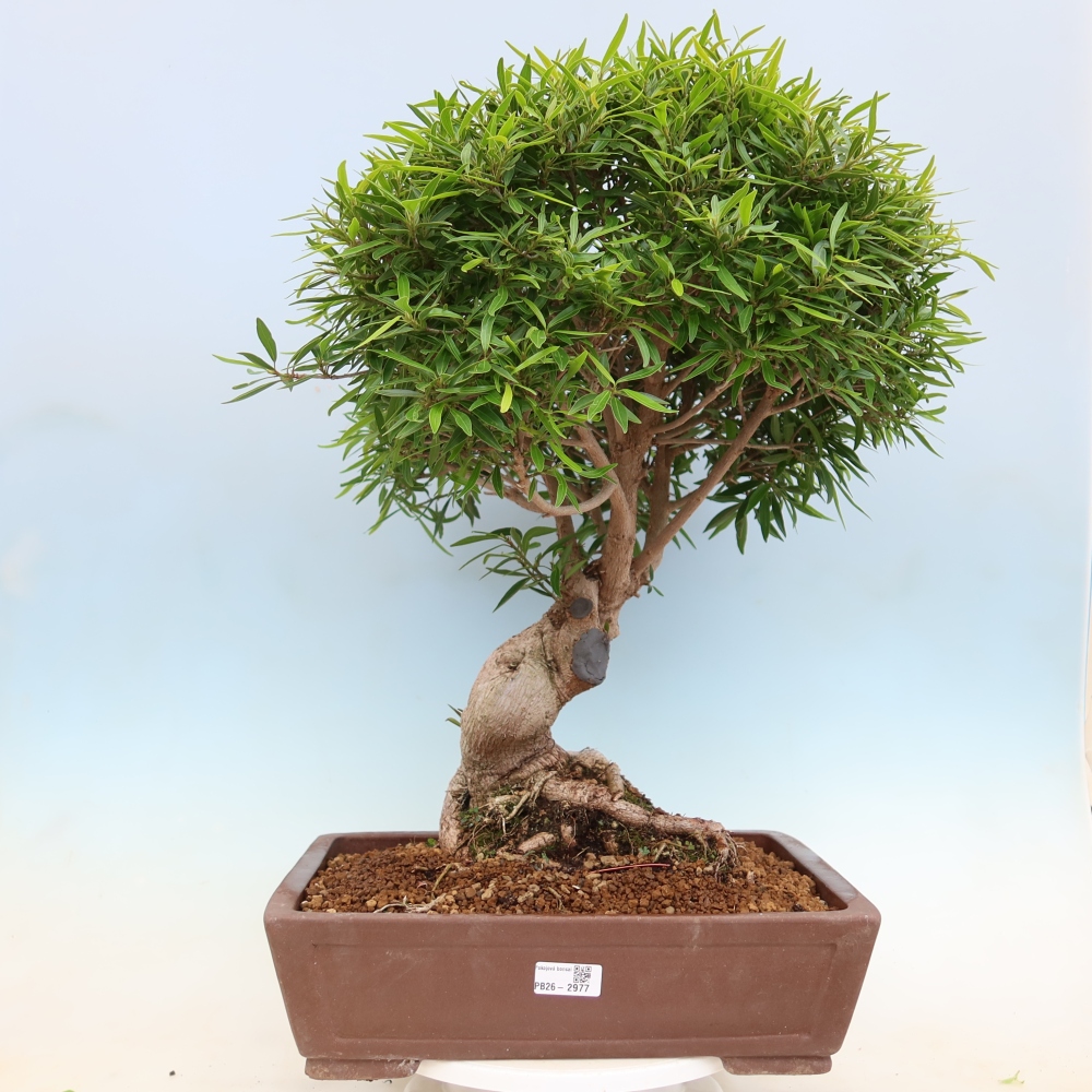 Camera bonsai - Ficus nerifolia - ficus a foglie piccole