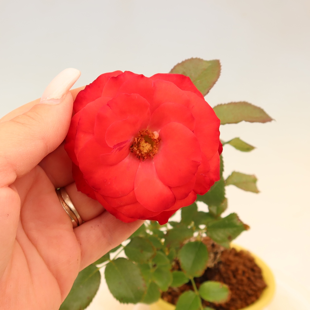 Bonsai da esterno - Rosa Kordes - rosa