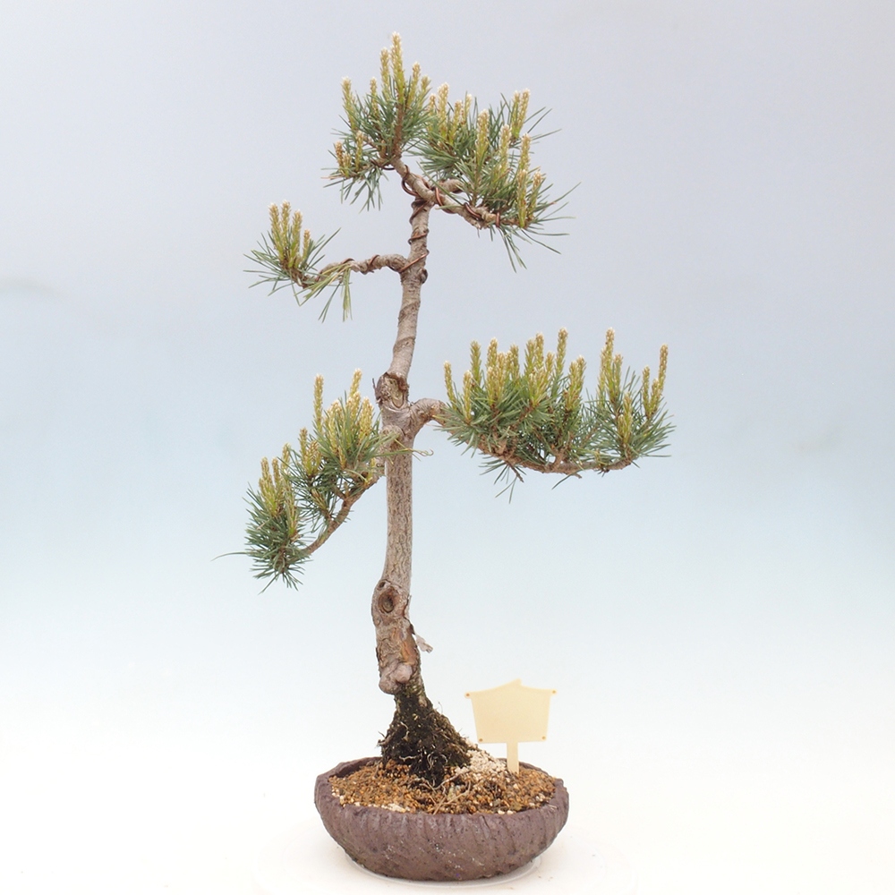 Bonsai da esterno - Pinus Sylvestris Watererri - Pino silvestre