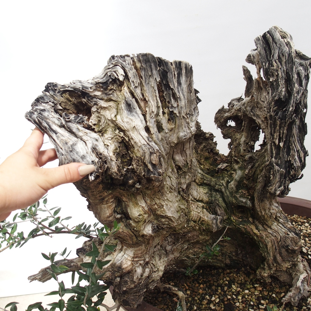 Bonsai da interno - Olea europaea sylvestris
