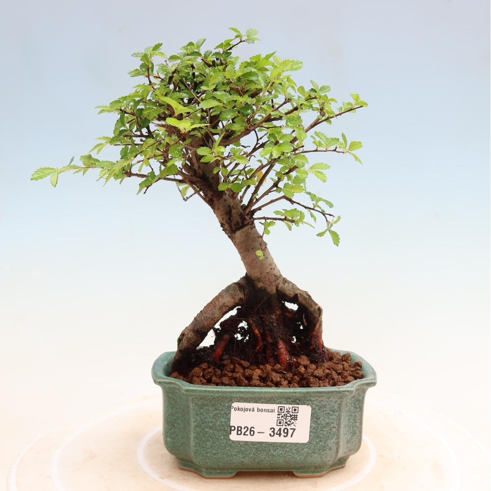 Camera bonsai - Ulmus parvifolia - Olmo a foglie piccole
