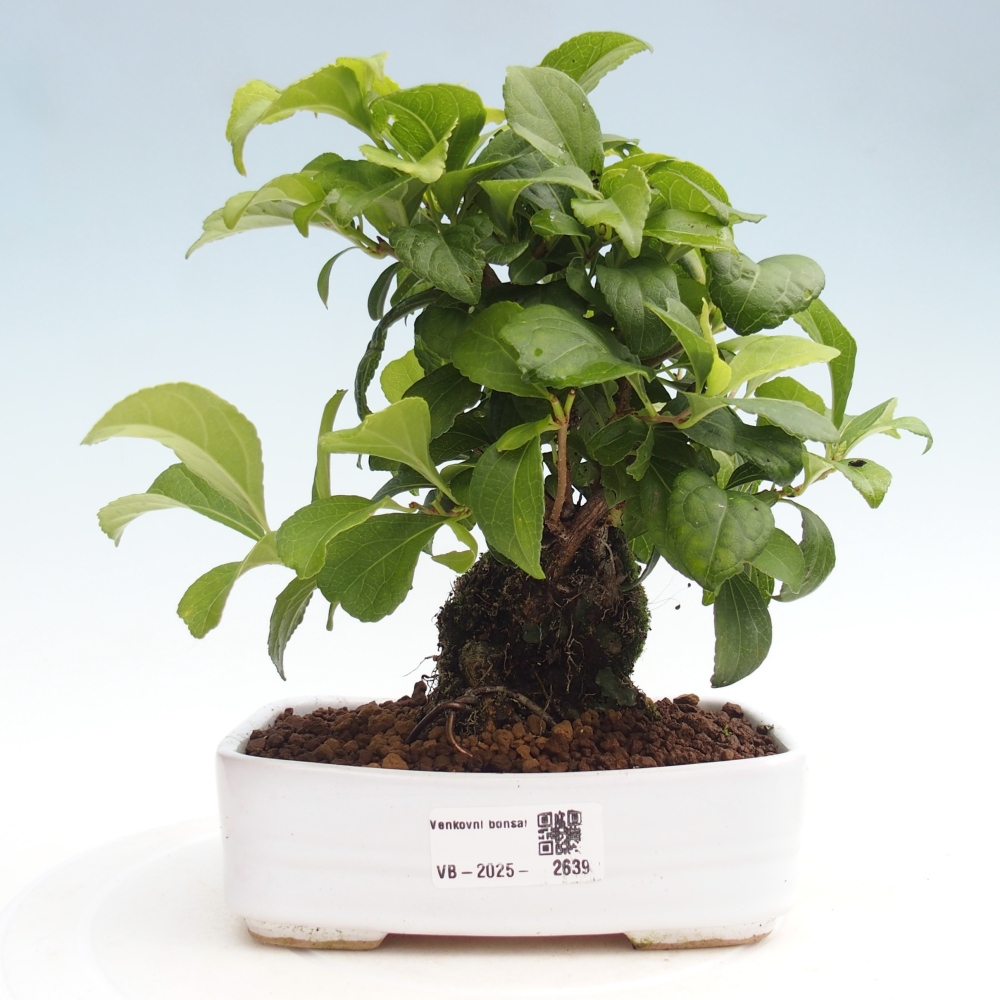 Bonsai da esterno - Celastrus orbiculatus