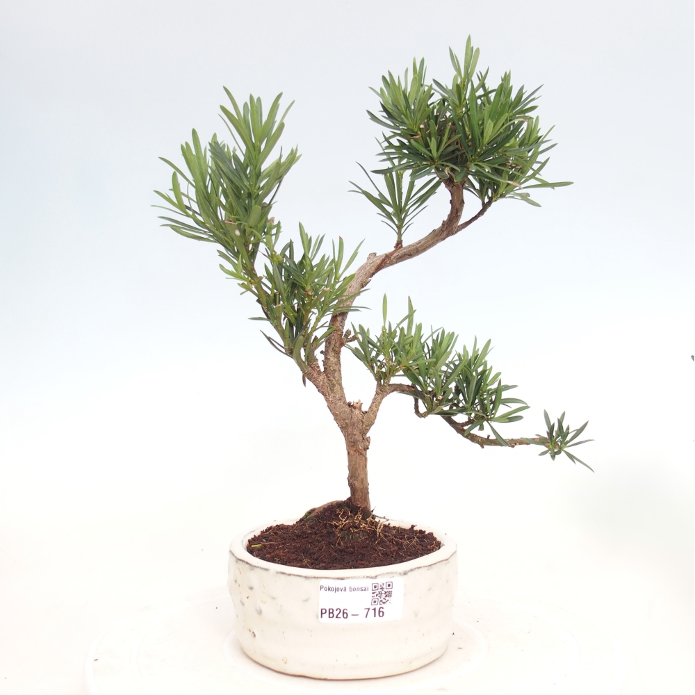 Camera bonsai - Podocarpus - Tasso delle pietre
