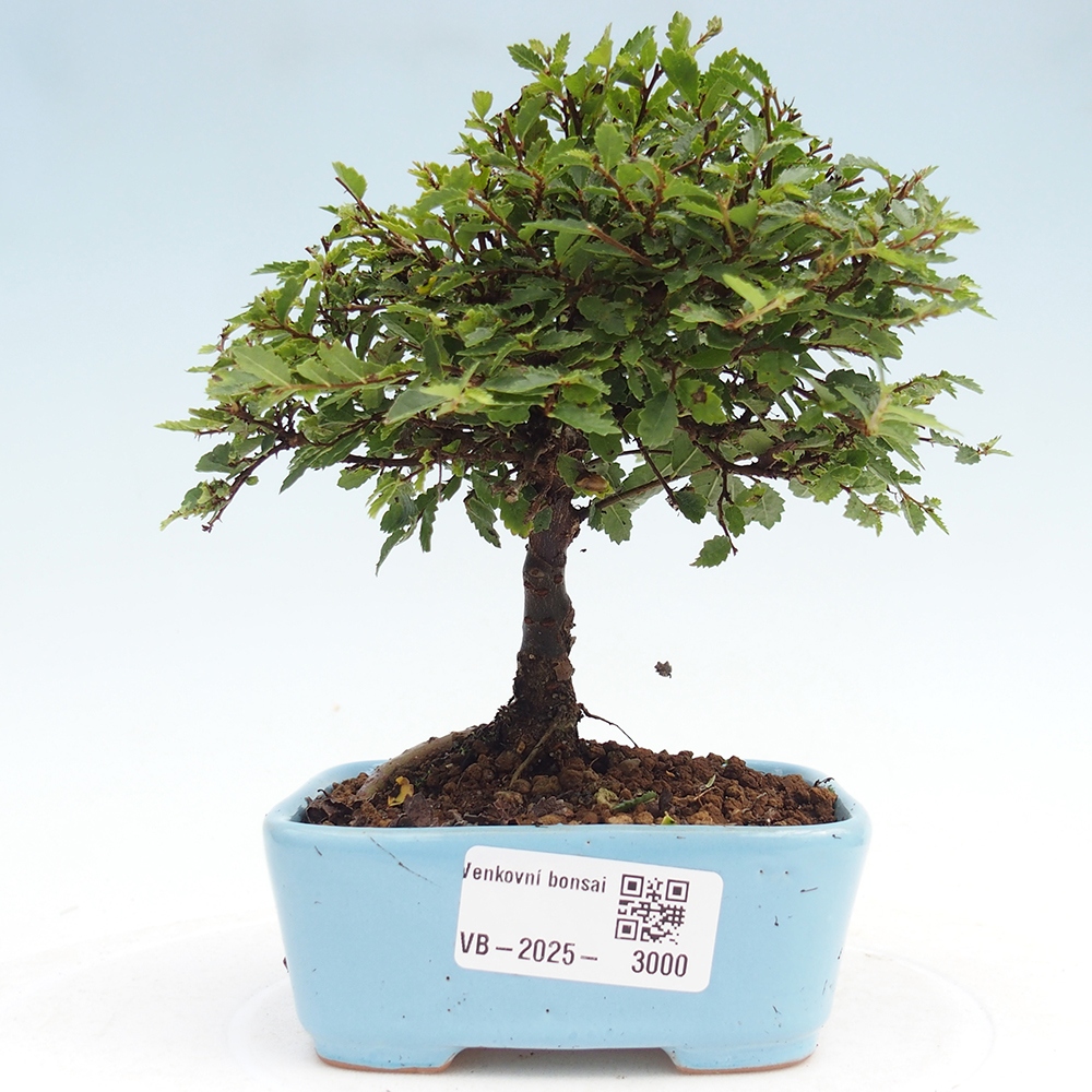 Bonsai da esterno - Ulmus parvifolia Sagei - Olmo a foglie piccole