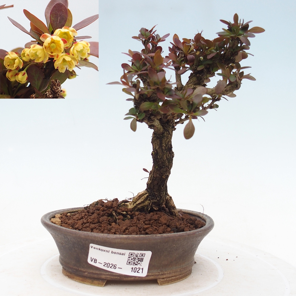 Bonsai da esterno - Berberis Thunbergii Bagatelle