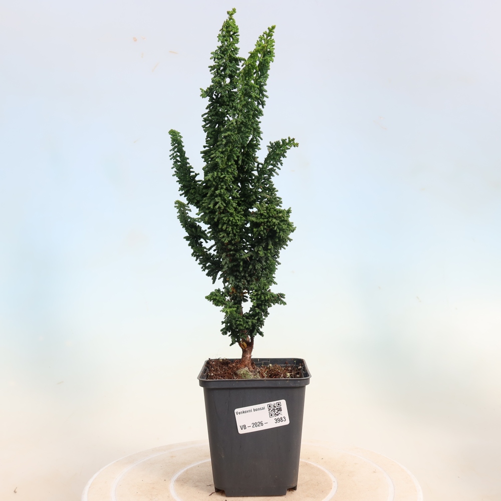 Bonsai da esterno - Cham. obtusa SEKKA HINOKI - Cipresso
