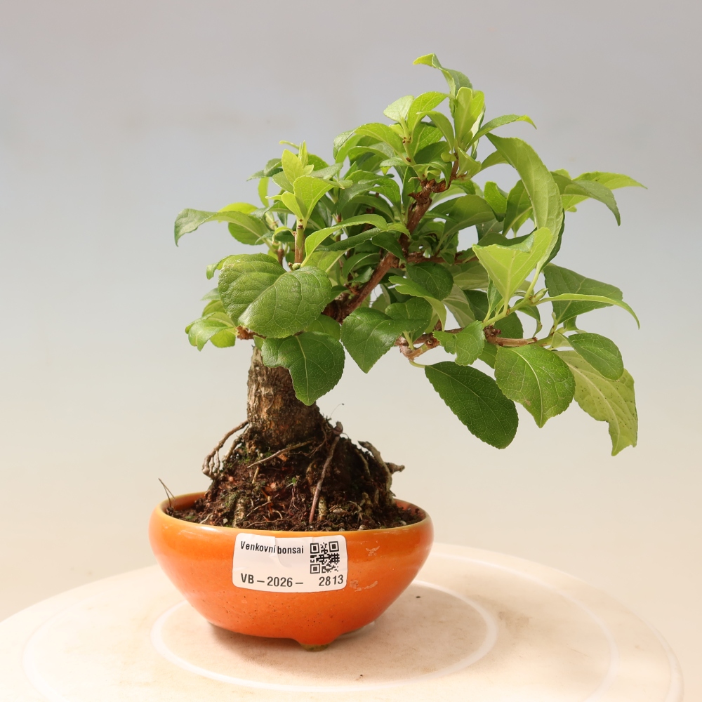 Bonsai da esterno - Celastrus orbiculatus